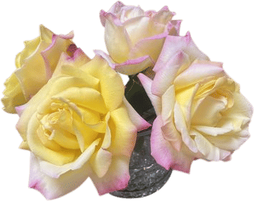 Roses and Thorns