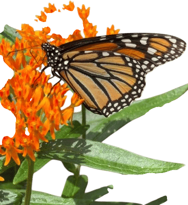 Stop for thr butterflies
