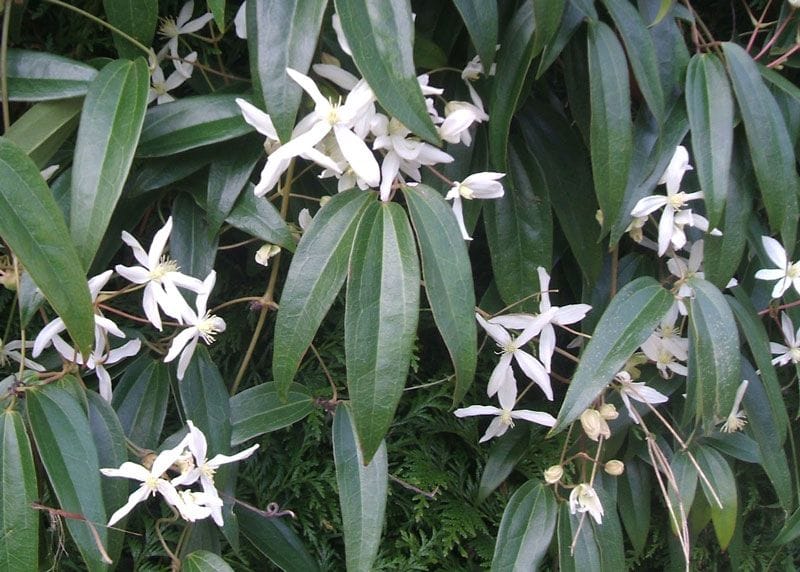 evergreen clematis