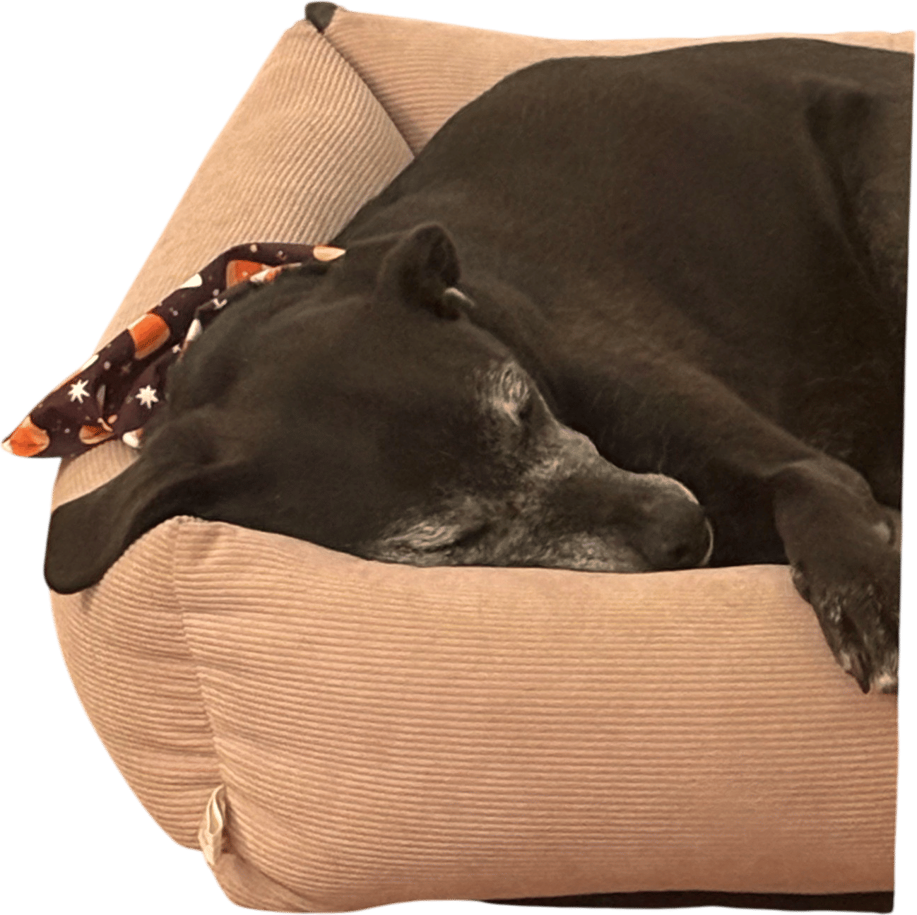 A tired dog is a well behaved dog