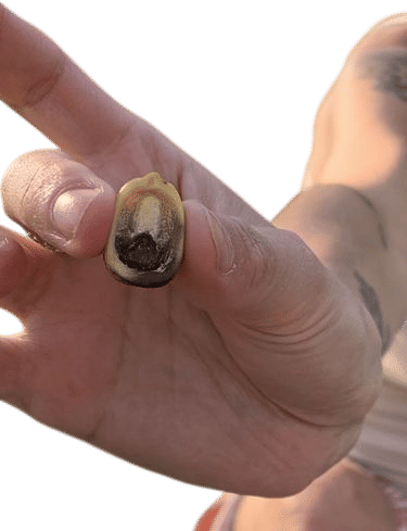 carving acorns
