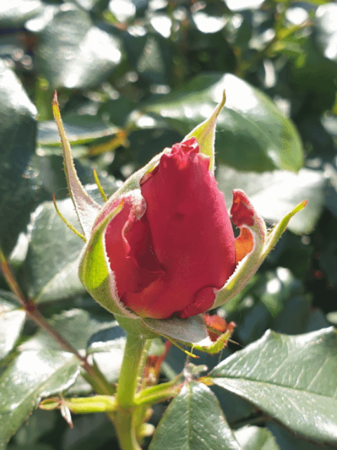 Koko Loko Rose