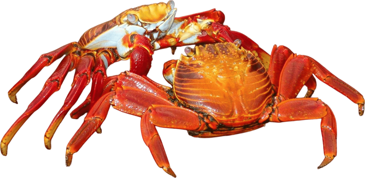 How to Go Crabbing