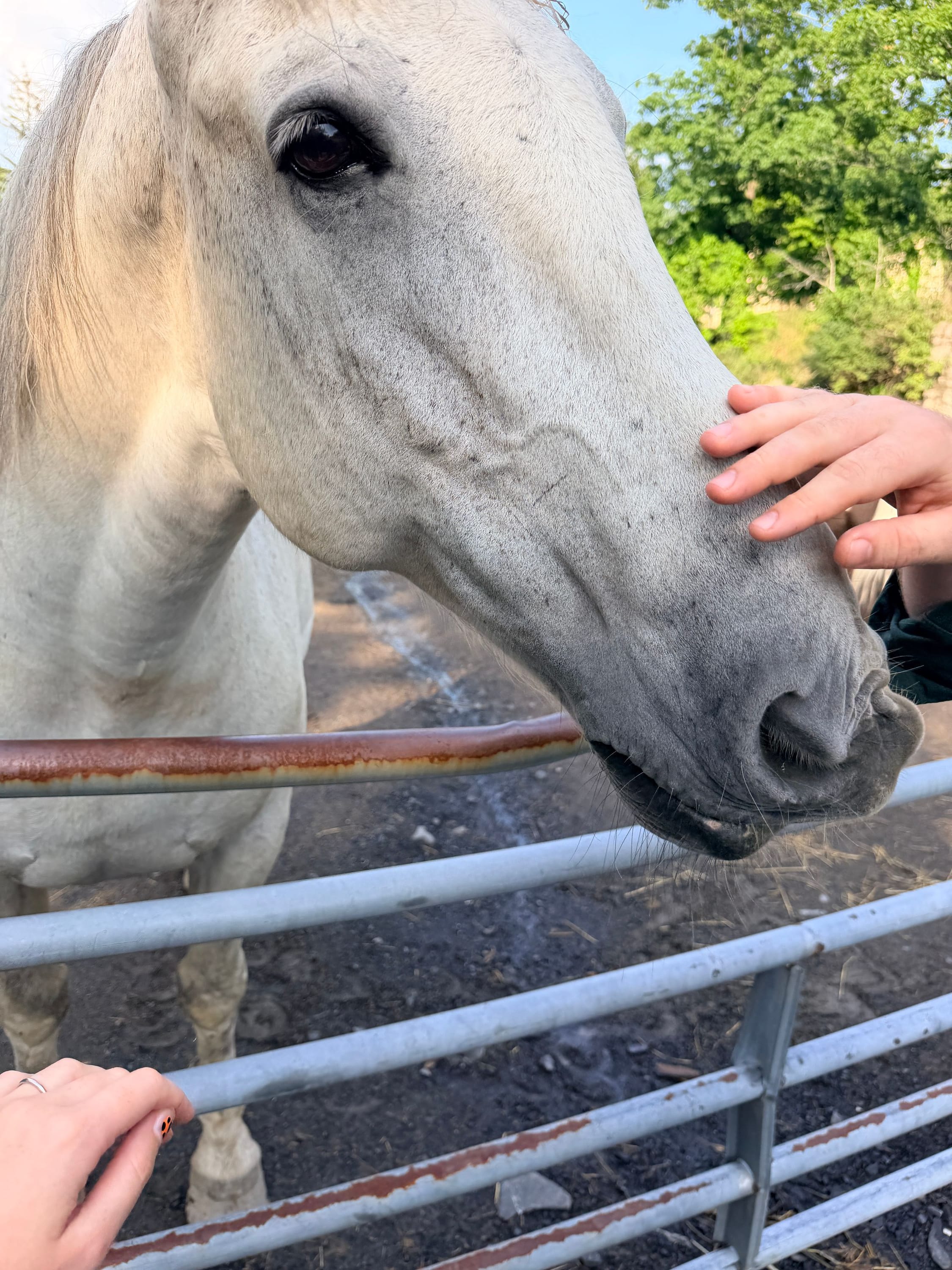 petting a horse