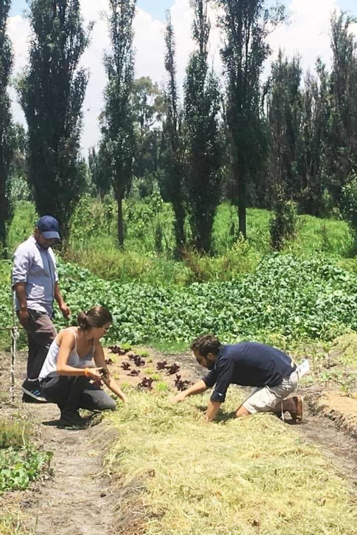 Explore Ancient Canals and Chinampas