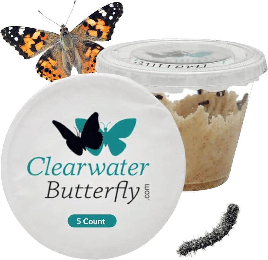 Live Painted Lady Caterpillars to Butterflies Kit