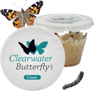 Live Painted Lady Caterpillars to Butterflies Kit