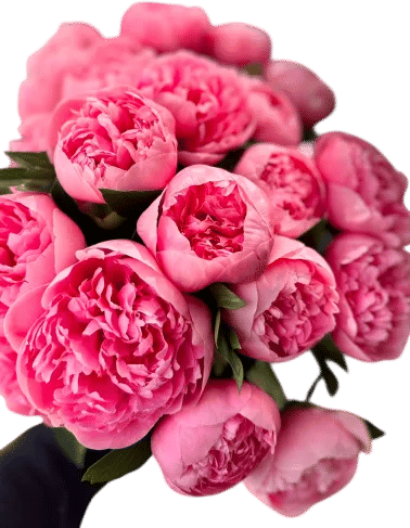 Peonies