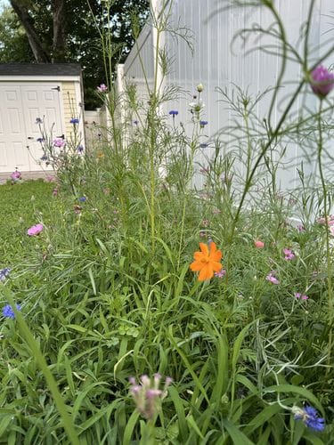 Turn a strip of your lawn into a wildflower meadow