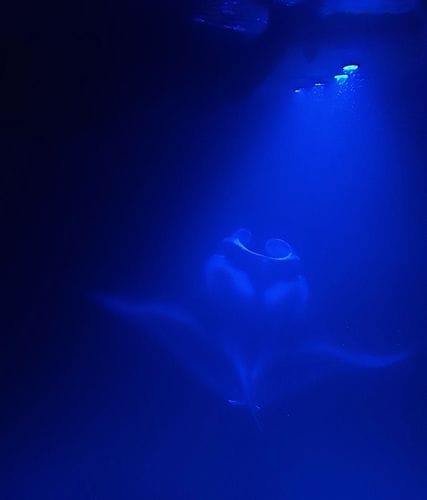 Manta Ray Excursion