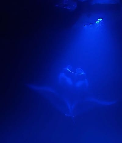 Manta Ray Night Snorkel