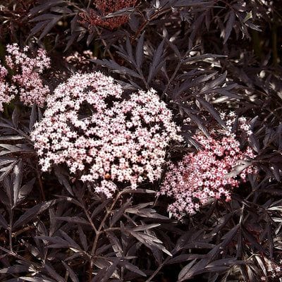 Black lace elderberry