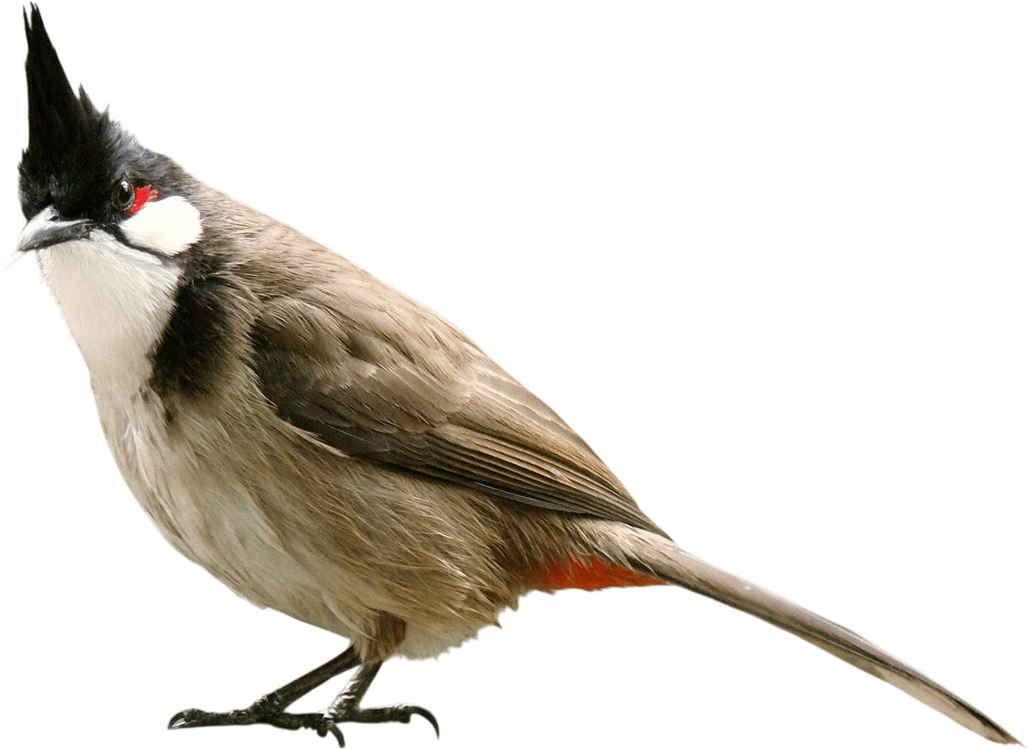 Red Whiskered Bulbul