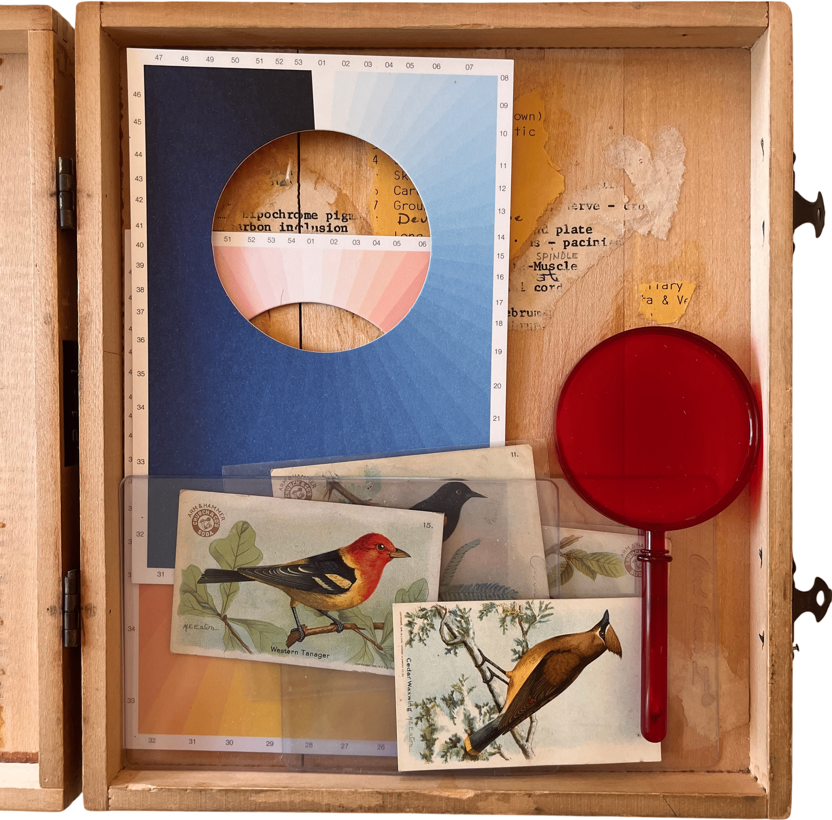 Bird Box + Cyanometer Cards
