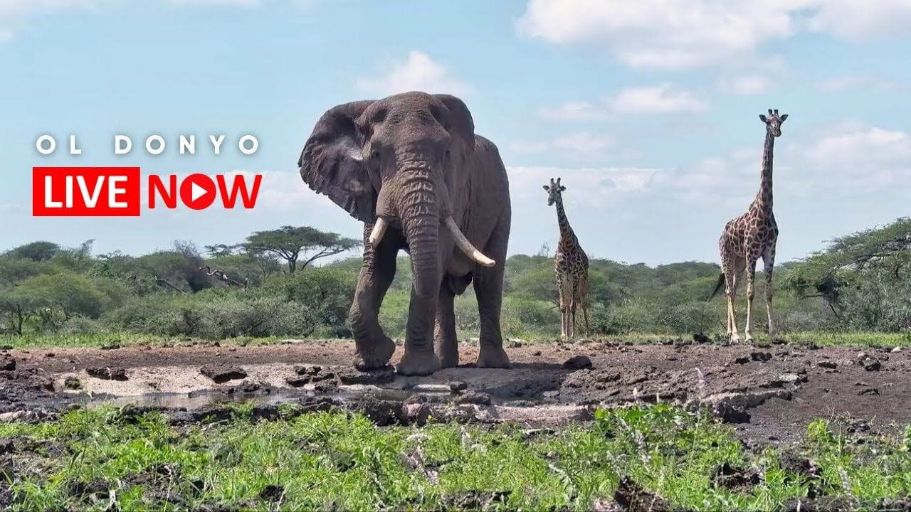Donyo Lodge Wildlife Live Stream (Kenya)