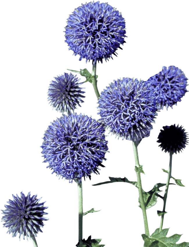 Globe Thistle (Echinops Ritro)