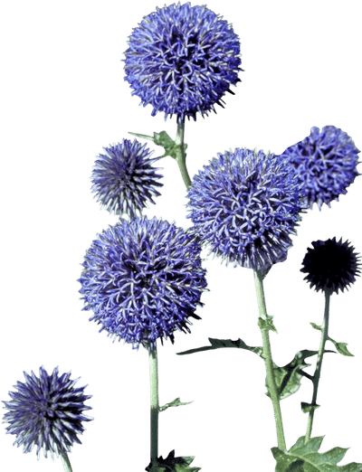 Globe Thistle (Echinops ritro)