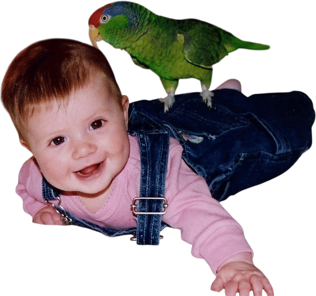 Owning a Parrot???