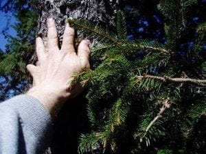 Touching trees on walks