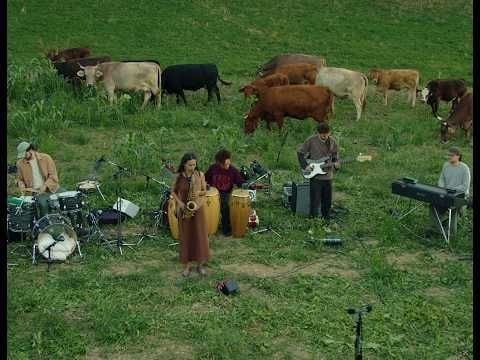 Jazz and Cows