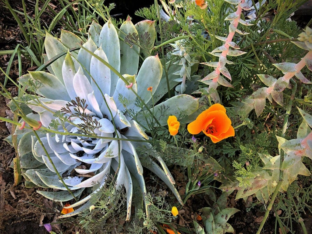 Santa Barbara Botanic Garden