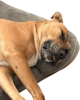 having a dog