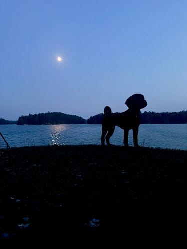 Stephanie Foley logo