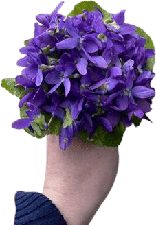 a posey of violets