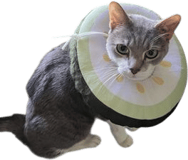 Cucumber Recovery Collar for Cats