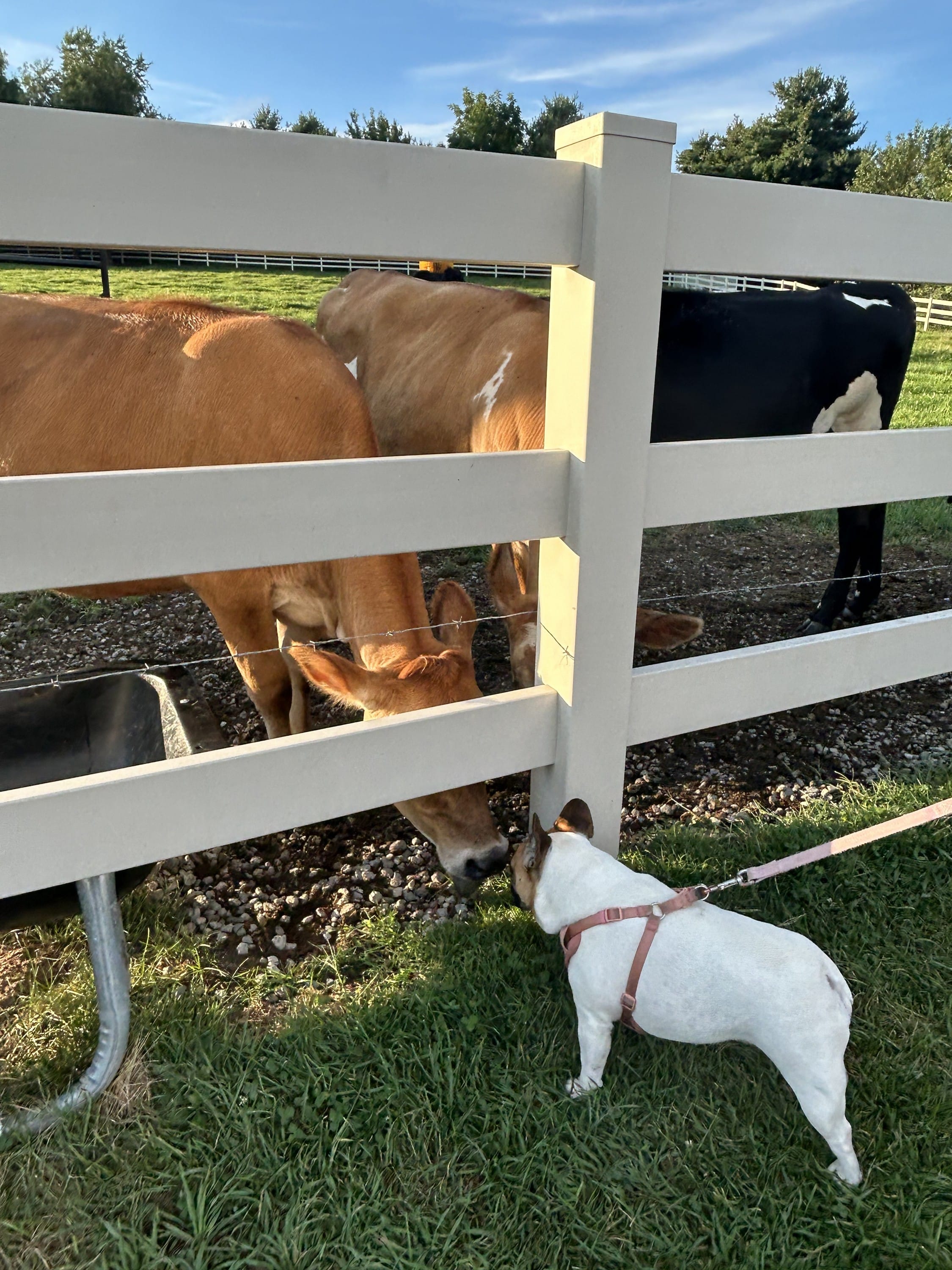 Show your dog new things