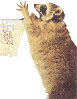 Found Image Press Raccoon Playing Basketball Postcard