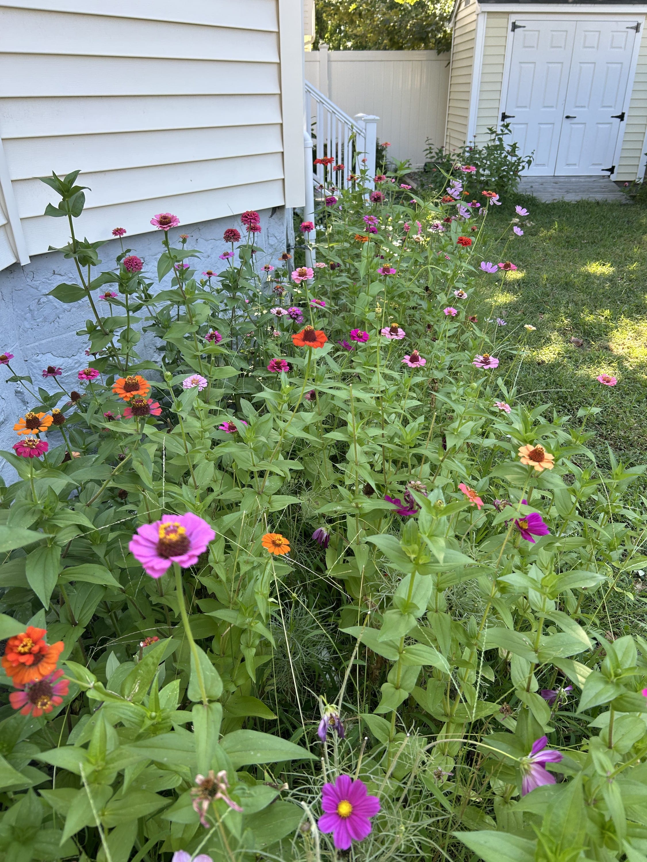 Growing zinnias