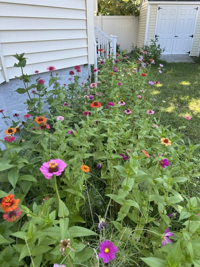 Zinnia Seeds