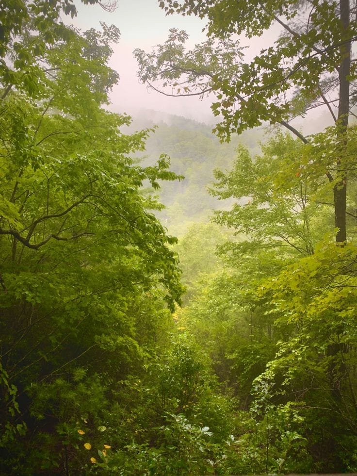 The Rainforest of the Appalachians