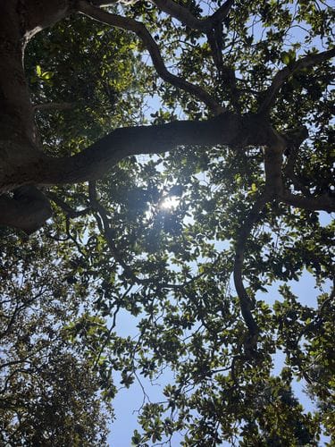 laying under a tree