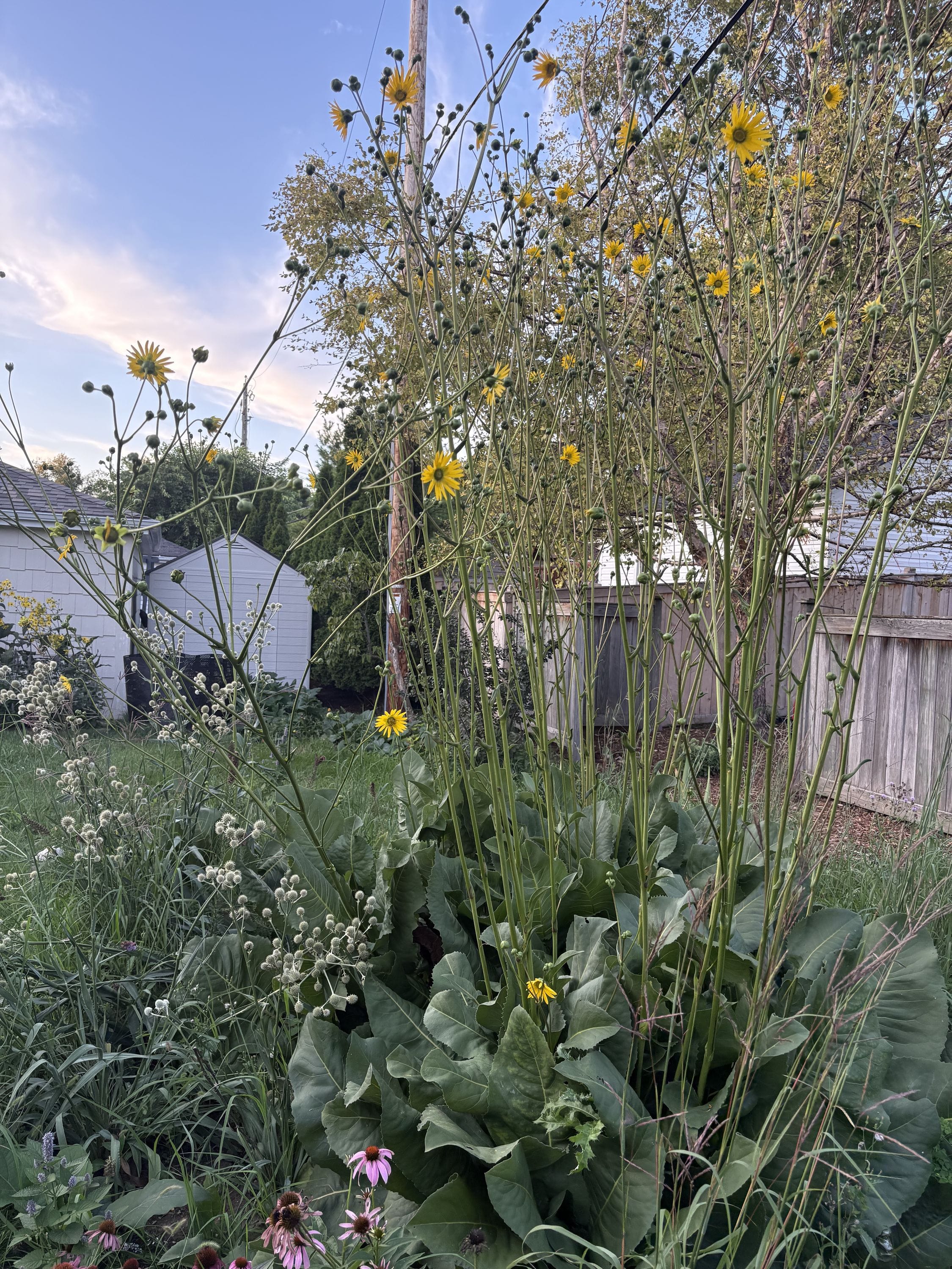 Prairie Dock