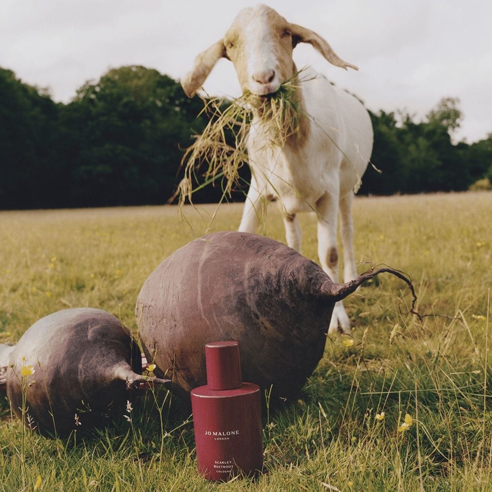 Beetroot Cologne