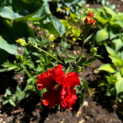 Geum 'Red Dragon'