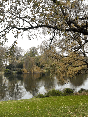 A Local Park