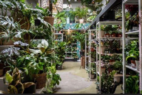 Indoor plants and a lovely shop