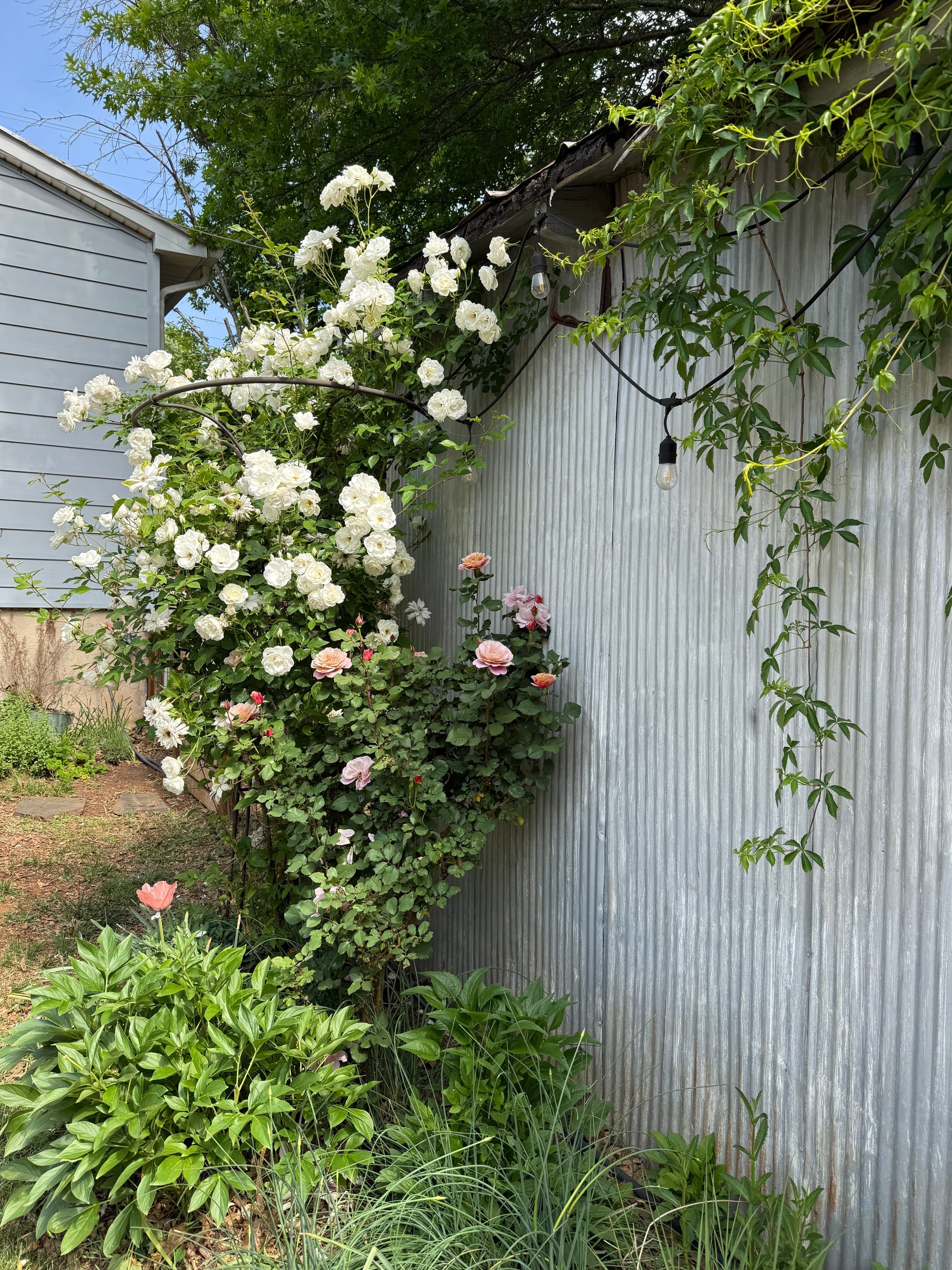 Interplanting Climbing Rose & Clematis