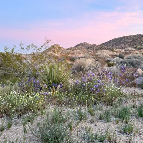 🌌 Desert Recs 🏜️