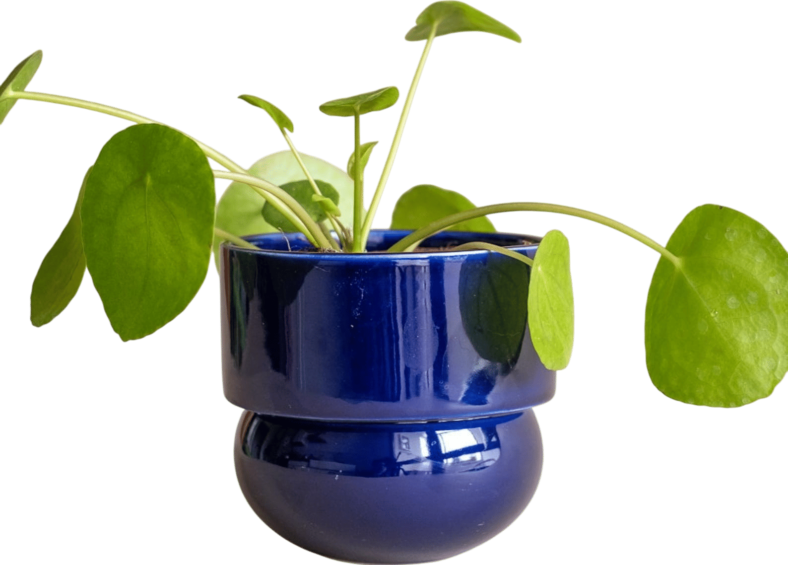 Handmade Ceramic Leaf Planter