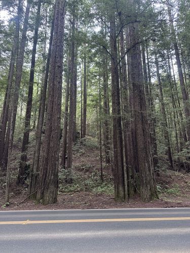 Coast Redwood