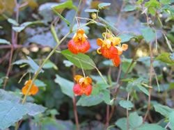 Jewelweed