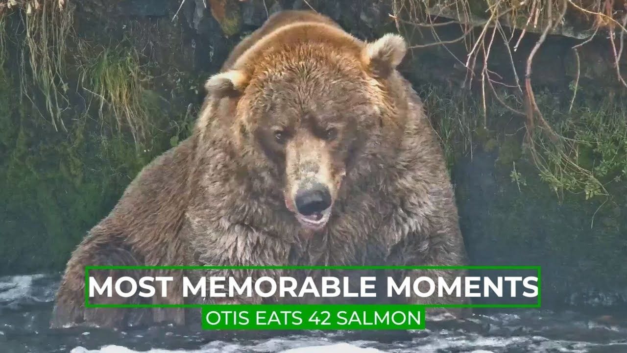 Otis Eats 42 Salmon