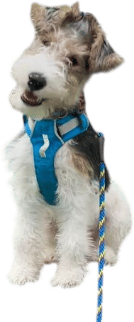 Wire Hair Fox Terrier
