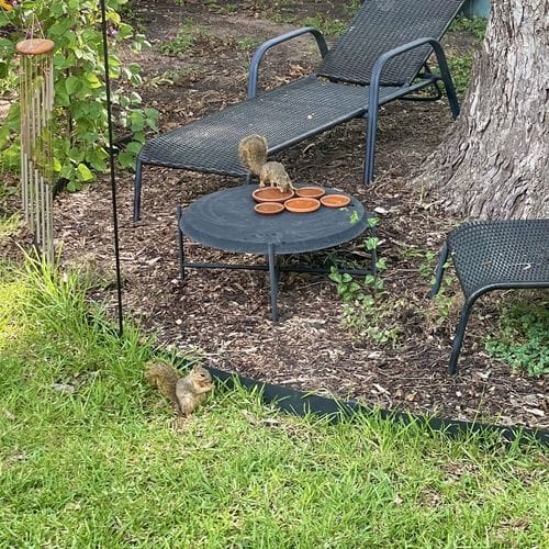 Put out water for squirrels and birds 🐿️