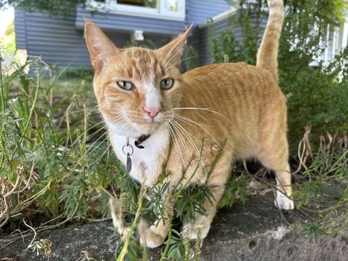 neighborhood cats
