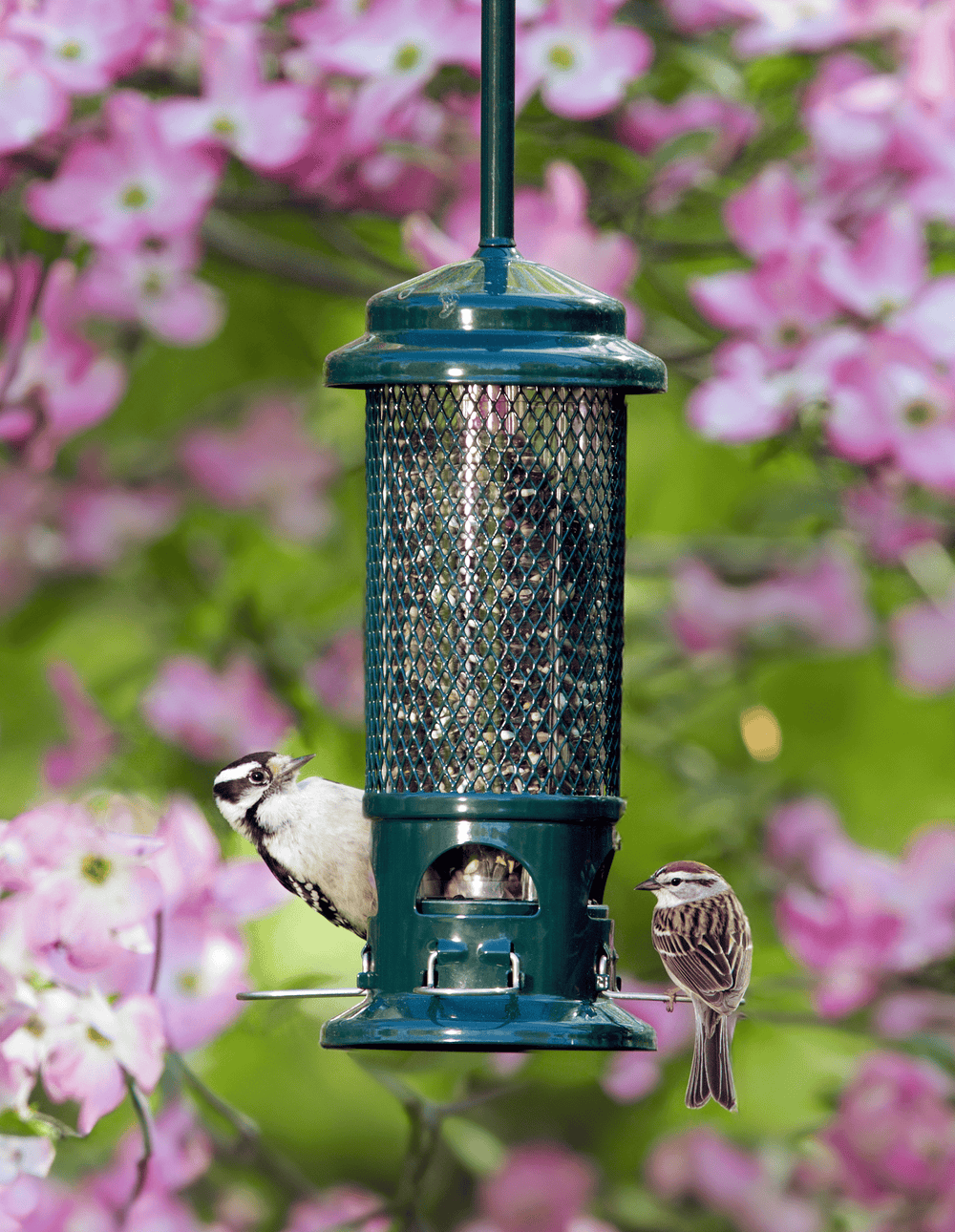 A Bird Feeder Where You Can See It